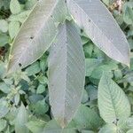 Clitoria fairchildiana Leaf