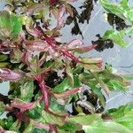 Ludwigia palustris Leaf