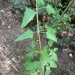 Canarina canariensis Leht