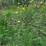 Doronicum plantagineum ശീലം