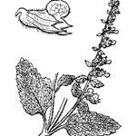 Teucrium massiliense Other