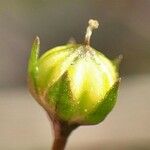 Linum catharticum Fruit