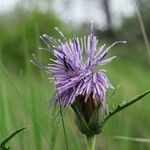 Carthamus caeruleus 花