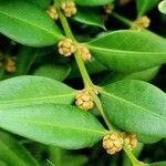 Buxus sempervirensFrucht