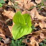 Smilax tamnoides Leaf