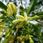 Tabernaemontana persicariifolia Цвят