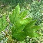 Acer pseudoplatanus Folha