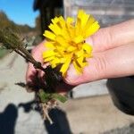 Picris hieracioides Flower