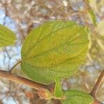 Ziziphus mauritiana Leaf