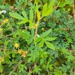 Dasiphora fruticosa Φύλλο