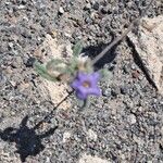 Solanum sinuatirecurvum Flor