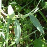 Lathyrus cirrhosus 葉