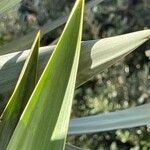 Yucca gloriosa Blad