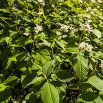 Persicaria campanulata Leaf