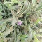 Sphaeranthus talbotii Flower