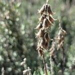 Teucrium marum 花