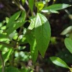 Aronia arbutifolia Feuille