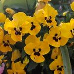 Viola × wittrockianaFlower