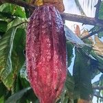 Theobroma cacao Fruit