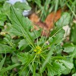 Sisymbrium erysimoides Flower