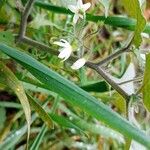 Solanum nigrumBlomma