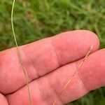 Eleocharis acicularis Fruit