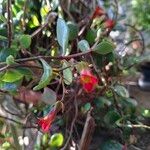 Kalanchoe manginii Цвят