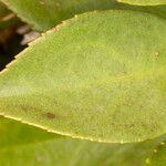 Myoporum laetum 葉