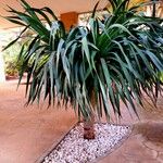 Dracaena draco पत्ता