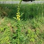 Verbascum virgatumFlower