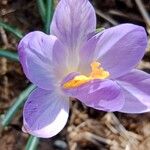 Crocus vernusFlower