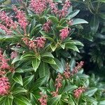 Pieris japonicaFrunză