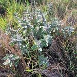 Ajuga integrifolia Fulla