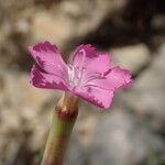 Dianthus virgineusКвітка