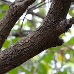 Piliostigma thonningii Bark