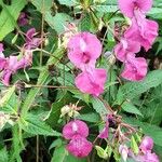 Impatiens glanduliferaFlower