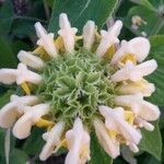 Phlomis fruticosa Цветок