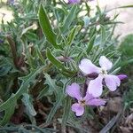 Matthiola lunata Flower