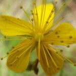 Hypericum australe Blüte