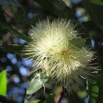 Syzygium jambos Floare