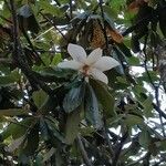 Magnolia grandiflora Blüte