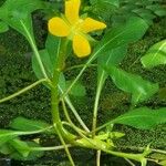 Ludwigia peploides Flower