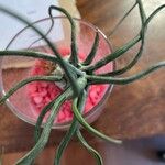 Tillandsia bulbosa Liść