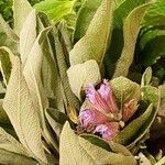 Salvia officinalis Õis
