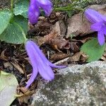 Campanula portenschlagianaΛουλούδι