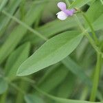 Vicia bithynica Φύλλο