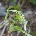 Trifolium retusum অন্যান্য