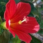 Hibiscus boryanus Blomma