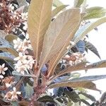 Eriobotrya japonica Fula