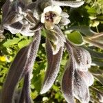 Pardoglossum cheirifolium Flower